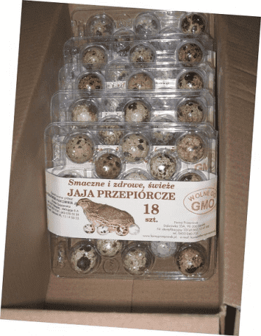 Przepiórki Dariusz Królik