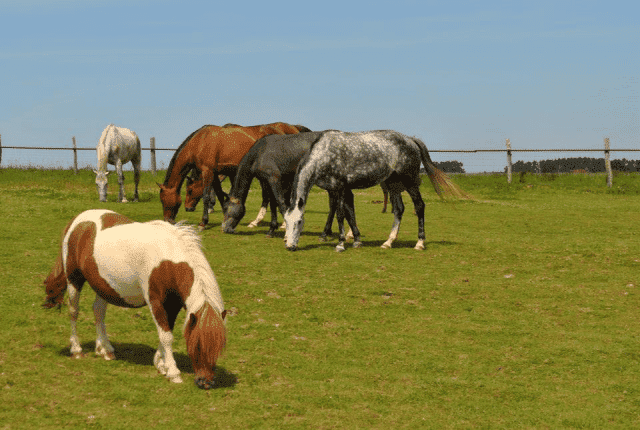 Ośrodek Sportowo-Rekreacyjno-Hodowlany PONDEROSA