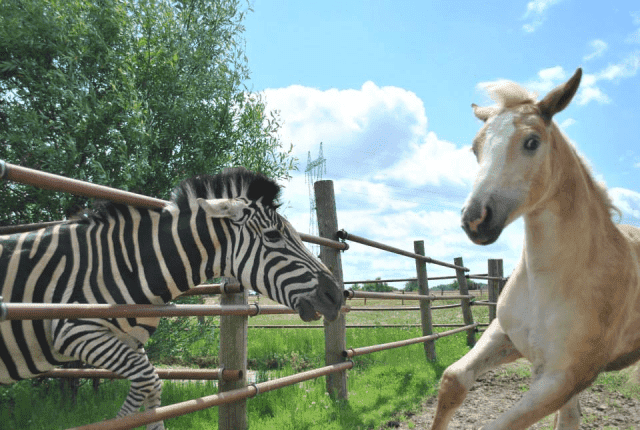 Ośrodek Sportowo-Rekreacyjno-Hodowlany PONDEROSA