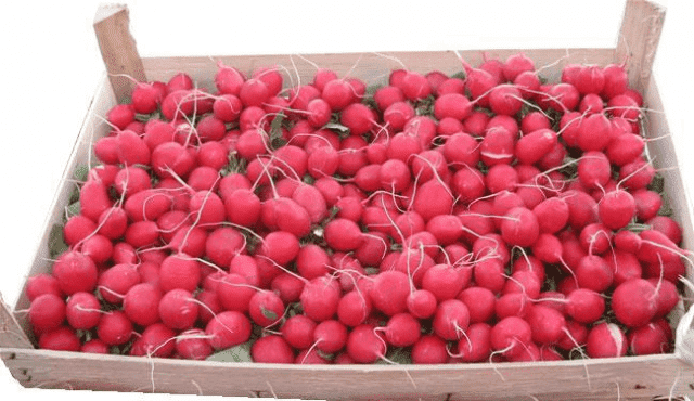 Gospodarstwo Specjalistyczne Uprawa Warzyw Gruntowych