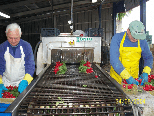 Gospodarstwo Specjalistyczne Uprawa Warzyw Gruntowych