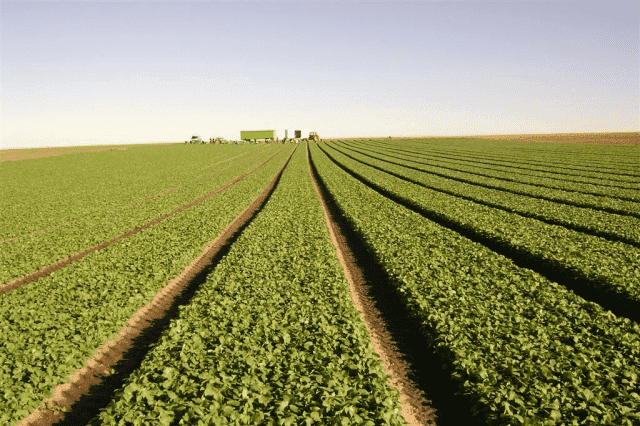 Gospodarstwo Specjalistyczne Uprawa Warzyw Gruntowych