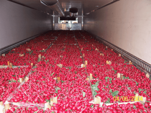 Gospodarstwo Specjalistyczne Uprawa Warzyw Gruntowych