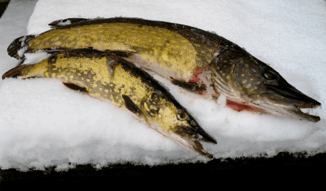 --- POD OBŁOCZKIEM --- Gospodarstwo Agroturystyczne