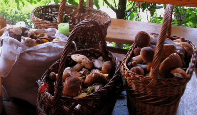 --- POD OBŁOCZKIEM --- Gospodarstwo Agroturystyczne