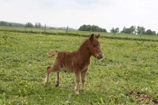 AGROTURYSTYKA POD JABŁONIAMI