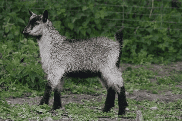 AGROTURYSTYKA POD JABŁONIAMI