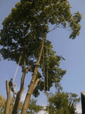 "PLATAN" URZĄDZANIE I UTRZYMANIE ZIELEŃCÓW ROBERT KOPANIARZ