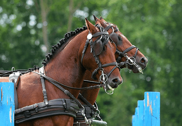 Pensjonat Wigierski Krystyna Chilińska