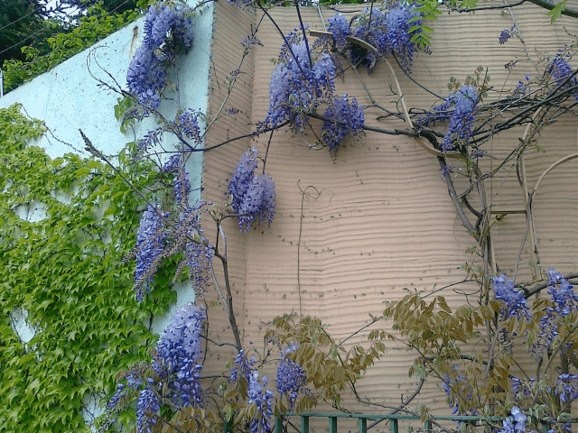 Gospodarstwo Ogrodnicze Henryk Rola