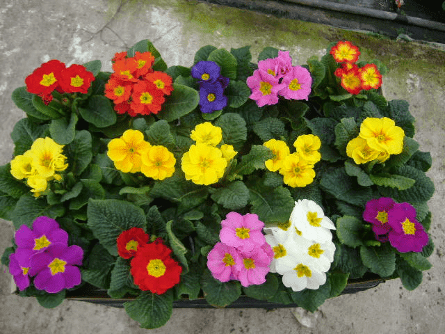 Gospodarstwo Ogrodnicze Henryk Rola