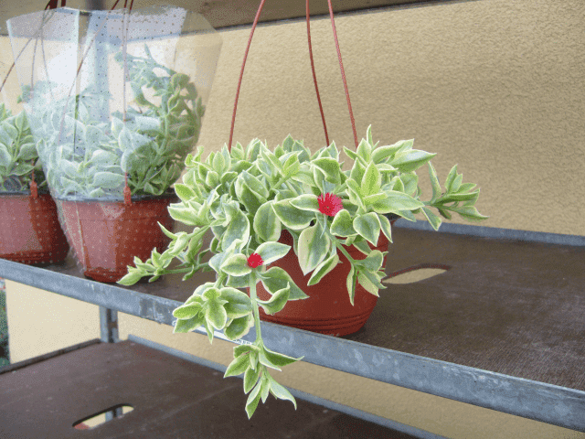 Gospodarstwo Ogrodnicze Henryk Rola