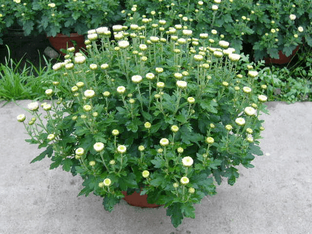 Gospodarstwo Ogrodnicze Henryk Rola