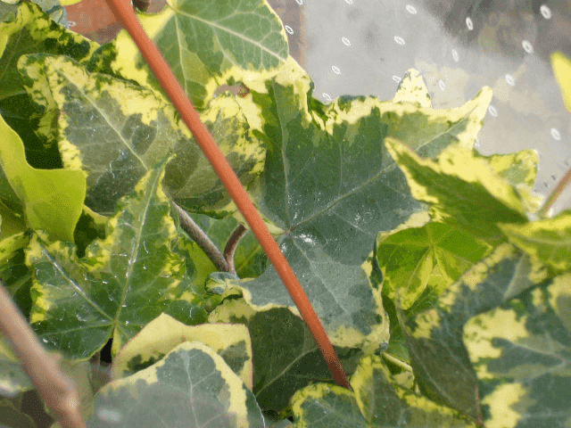 Gospodarstwo Ogrodnicze Henryk Rola