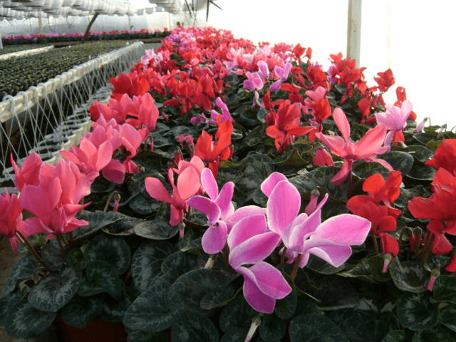 Gospodarstwo Ogrodnicze Henryk Rola