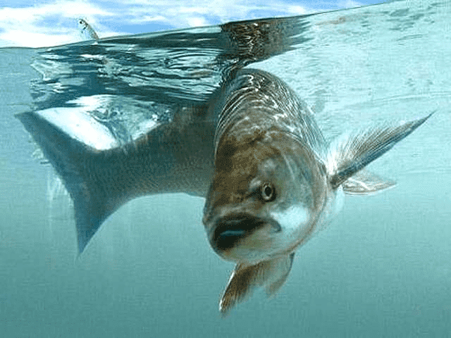 GOSPODARSTWO AGROTURYSTYCZNE NAD STRUMYKIEM