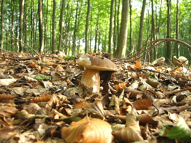 GOSPODARSTWO AGROTURYSTYCZNE NAD STRUMYKIEM