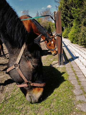 OŚRODEK REKREACJI I HIPOTERAPII "MAAG" ANDRZEJ WOJCIECHOWSKI
