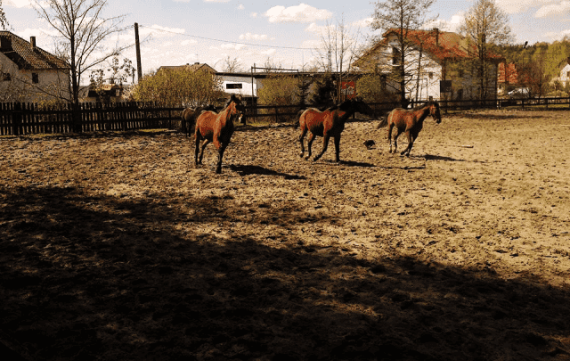 OŚRODEK REKREACJI I HIPOTERAPII "MAAG" ANDRZEJ WOJCIECHOWSKI