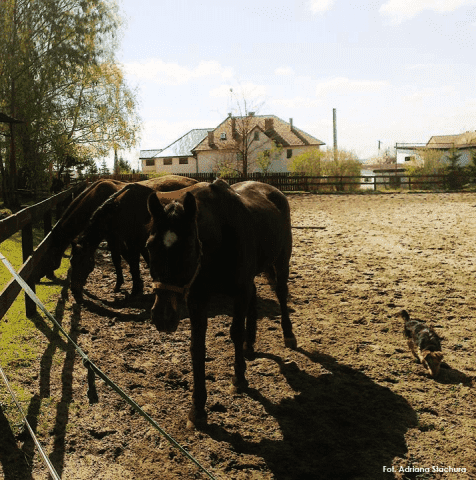 OŚRODEK REKREACJI I HIPOTERAPII "MAAG" ANDRZEJ WOJCIECHOWSKI
