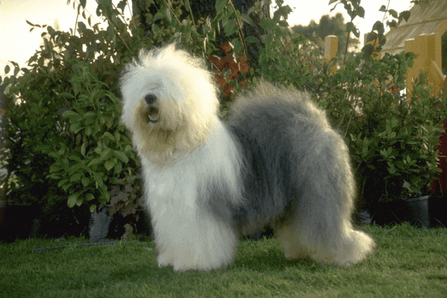 Przychodnia Weterynaryjna Renata i Piotr Walkowiak