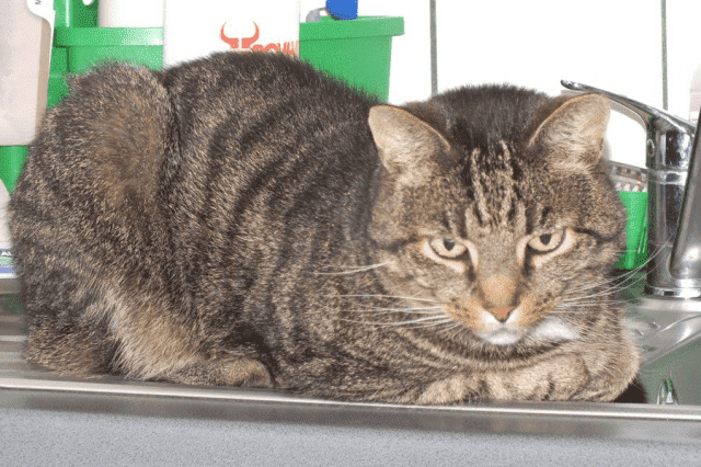 Przychodnia Weterynaryjna Renata i Piotr Walkowiak