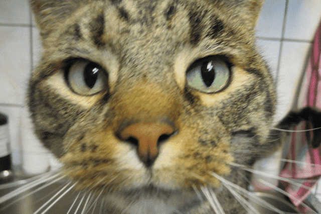 Przychodnia Weterynaryjna Renata i Piotr Walkowiak