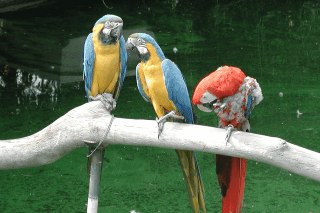 Przychodnia Weterynaryjna Renata i Piotr Walkowiak