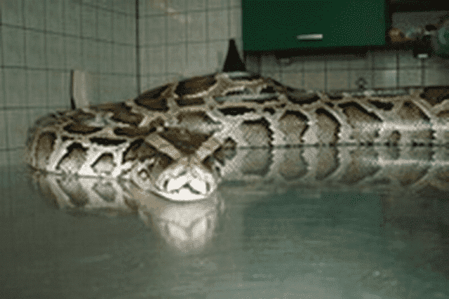 Przychodnia Weterynaryjna Renata i Piotr Walkowiak