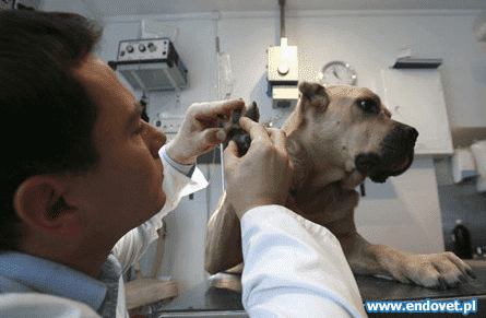 GABINET WETERYNARYJNY ENDOVET WOJCIECH KOWALCZYK