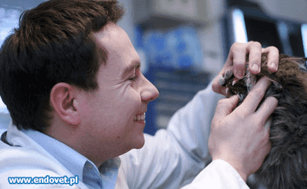 GABINET WETERYNARYJNY ENDOVET WOJCIECH KOWALCZYK
