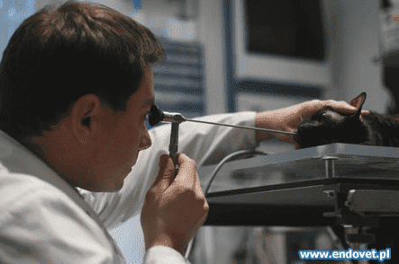 GABINET WETERYNARYJNY ENDOVET WOJCIECH KOWALCZYK
