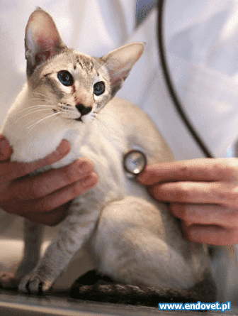 GABINET WETERYNARYJNY ENDOVET WOJCIECH KOWALCZYK