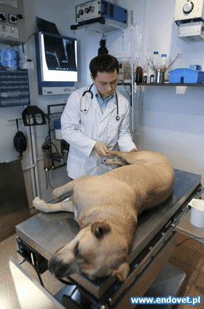 GABINET WETERYNARYJNY ENDOVET WOJCIECH KOWALCZYK