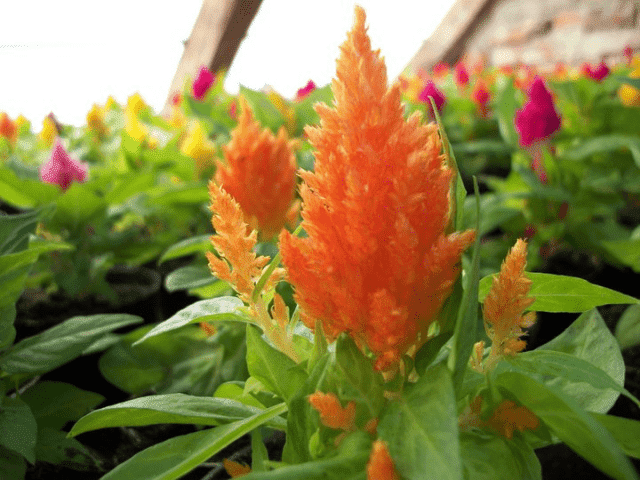 Klochkwiat gospodarstwo ogrodnicze Teresa i Paweł Kloch