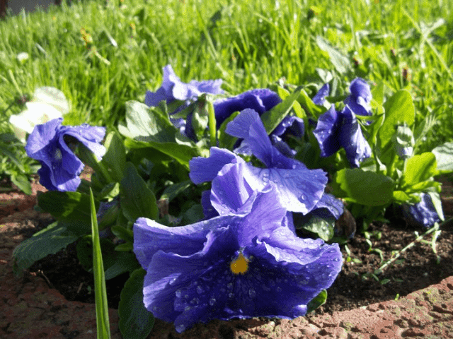 Klochkwiat gospodarstwo ogrodnicze Teresa i Paweł Kloch