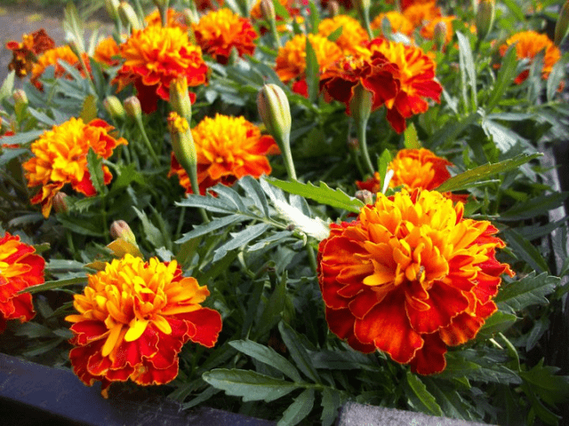 Klochkwiat gospodarstwo ogrodnicze Teresa i Paweł Kloch