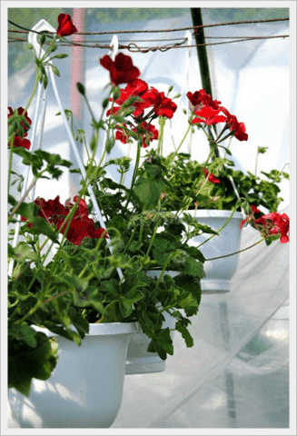 Klochkwiat gospodarstwo ogrodnicze Teresa i Paweł Kloch