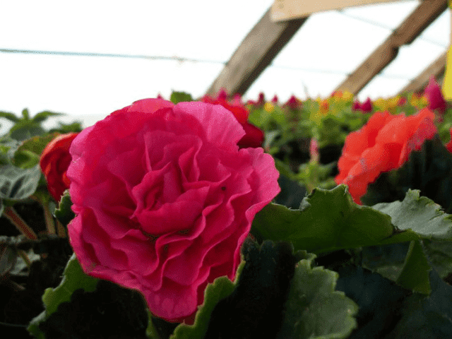 Klochkwiat gospodarstwo ogrodnicze Teresa i Paweł Kloch