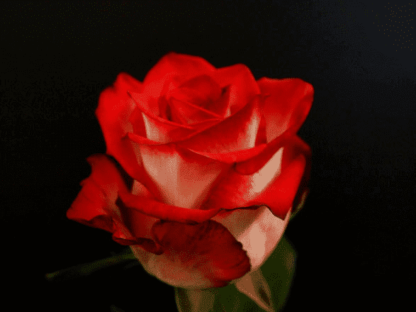 Hurtownia Kwiatów EMKA Mirosław Ogrodowski