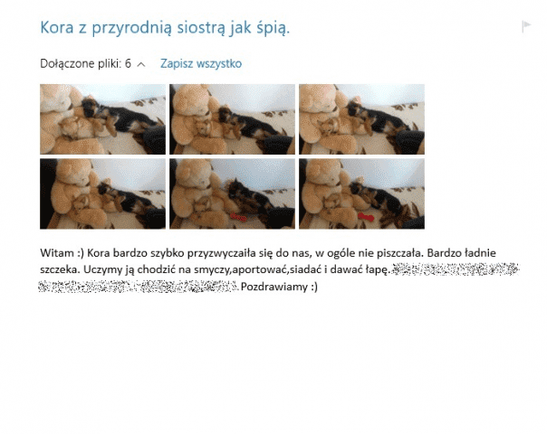 Hodowla Haon Owczarki Niemieckie Radosław Dawidowski