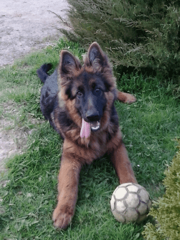 Hodowla Haon Owczarki Niemieckie Radosław Dawidowski