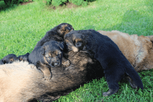 Hodowla Haon Owczarki Niemieckie Radosław Dawidowski