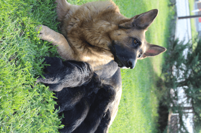 Hodowla Haon Owczarki Niemieckie Radosław Dawidowski