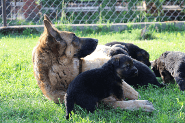 Hodowla Haon Owczarki Niemieckie Radosław Dawidowski