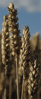 GRONAS GOSPODARSTWO NASIENNE Stanisław Jacek Kondraciuk