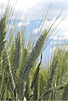 GRONAS GOSPODARSTWO NASIENNE Stanisław Jacek Kondraciuk