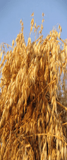 GRONAS GOSPODARSTWO NASIENNE Stanisław Jacek Kondraciuk