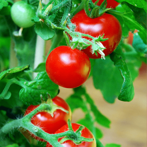 GRUPA IMPERIUM SPÓŁKA Z OGRANICZONĄ ODPOWIEDZIALNOŚCIĄ