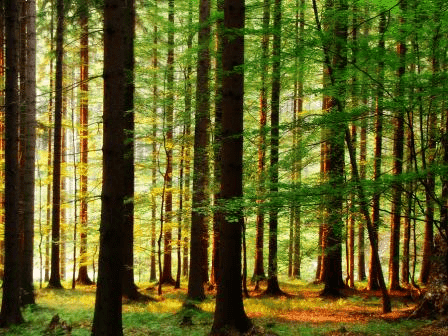 Chata Gościnna Jaworzynka